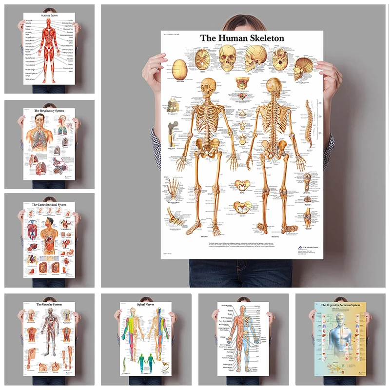 Badminton Poster - Human Organs Brain Liver Heart Anatomy