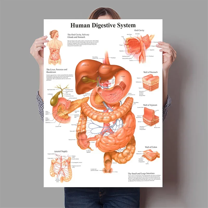 Human Organs Brain Liver Heart - Badminton Poster review and price