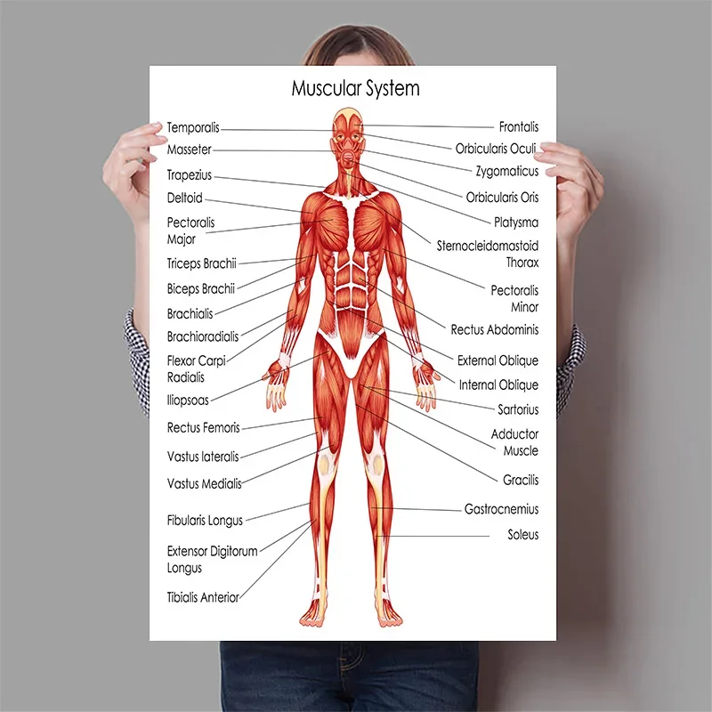 Human Organs Brain Liver Heart - Badminton Poster review and price