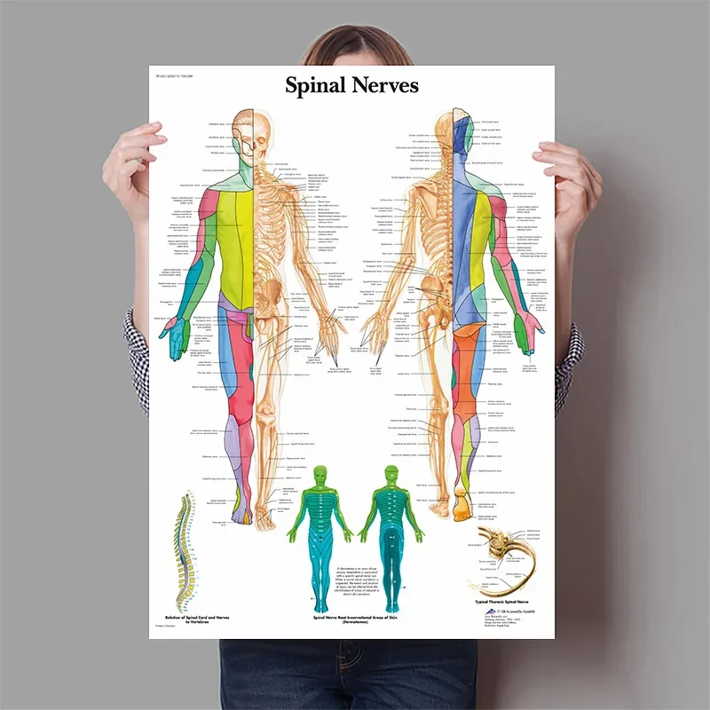 Human Organs Brain Liver Heart - Badminton Poster review and price