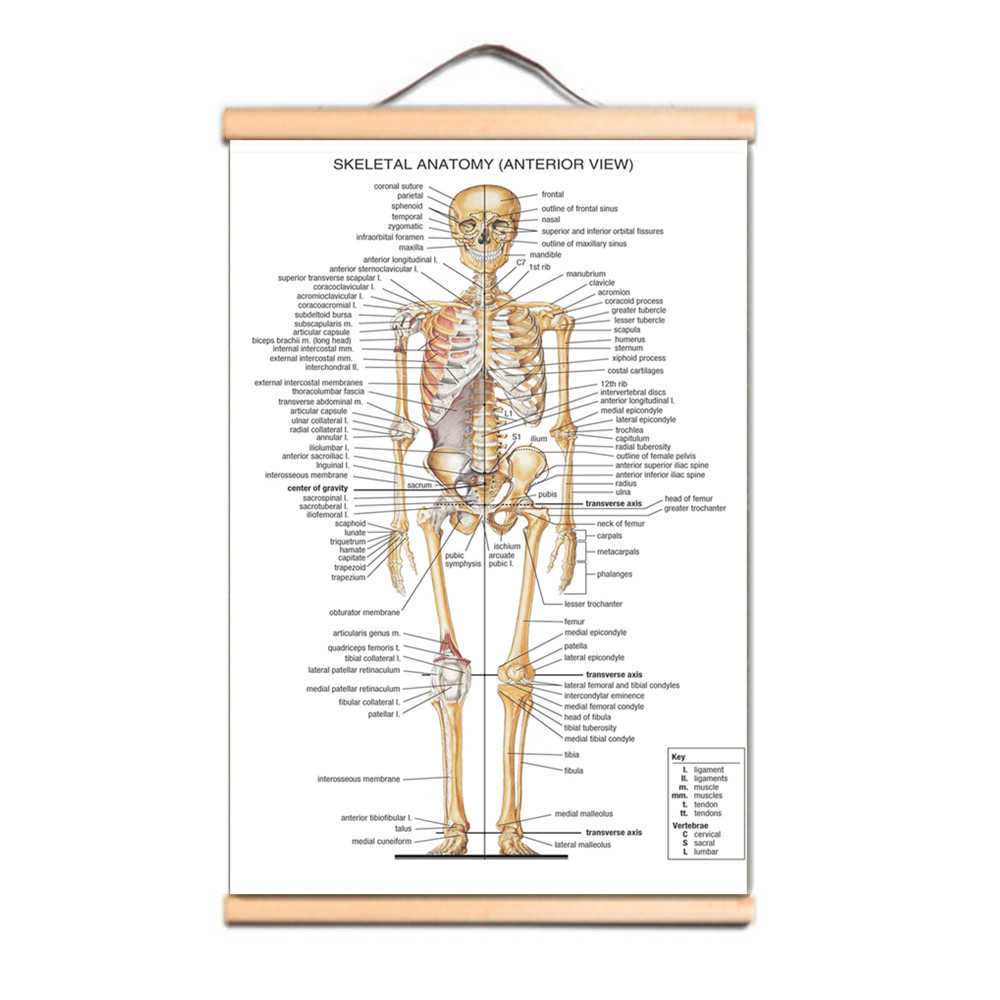 Human SKELETAL ANATOMY Posters - Badminton Poster review and price