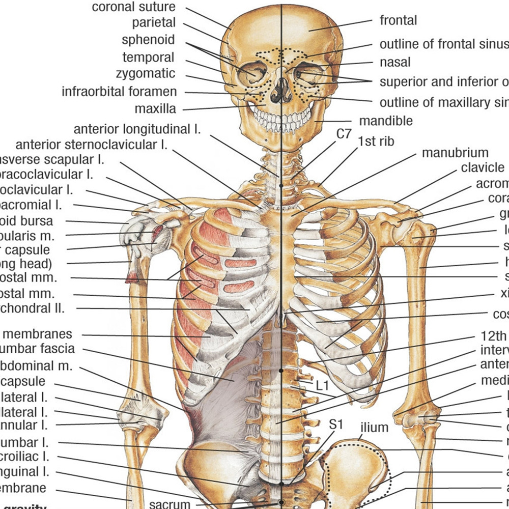 Human SKELETAL ANATOMY Posters - Badminton Poster review and price