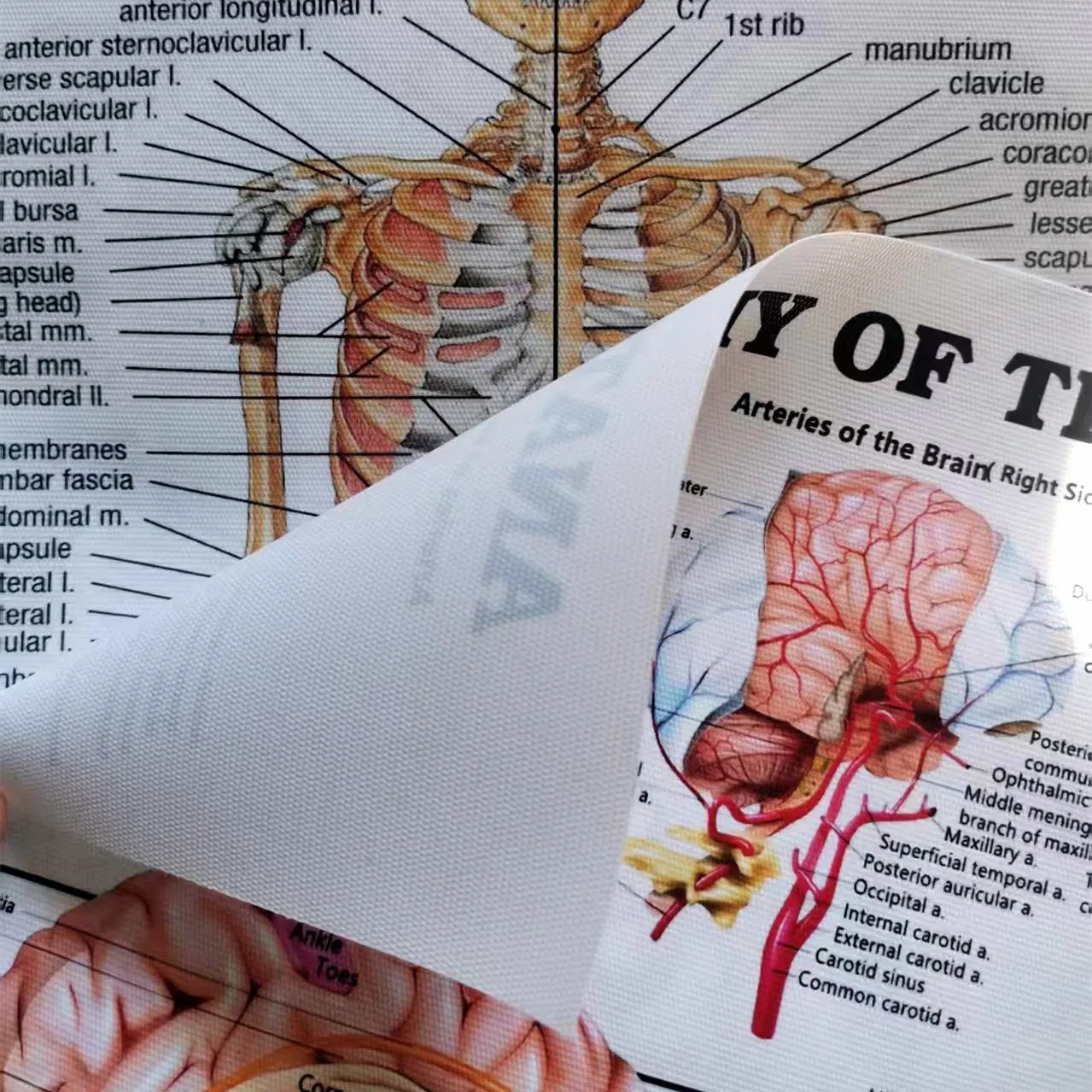 Human SKELETAL ANATOMY Posters - Badminton Poster review and price