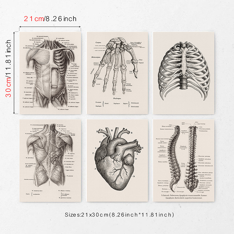 Set of 6 Anatomy Canvas Wall A - Badminton Poster review and price