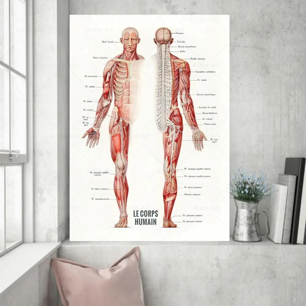 Human Muscle Bodybuilding Anat - Badminton Poster review and price