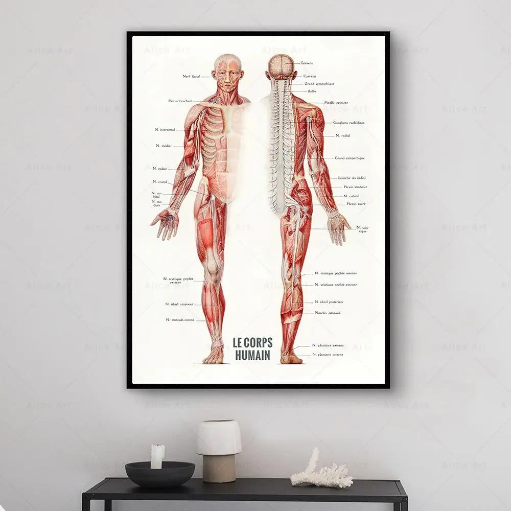 Human Muscle Bodybuilding Anat - Badminton Poster review and price