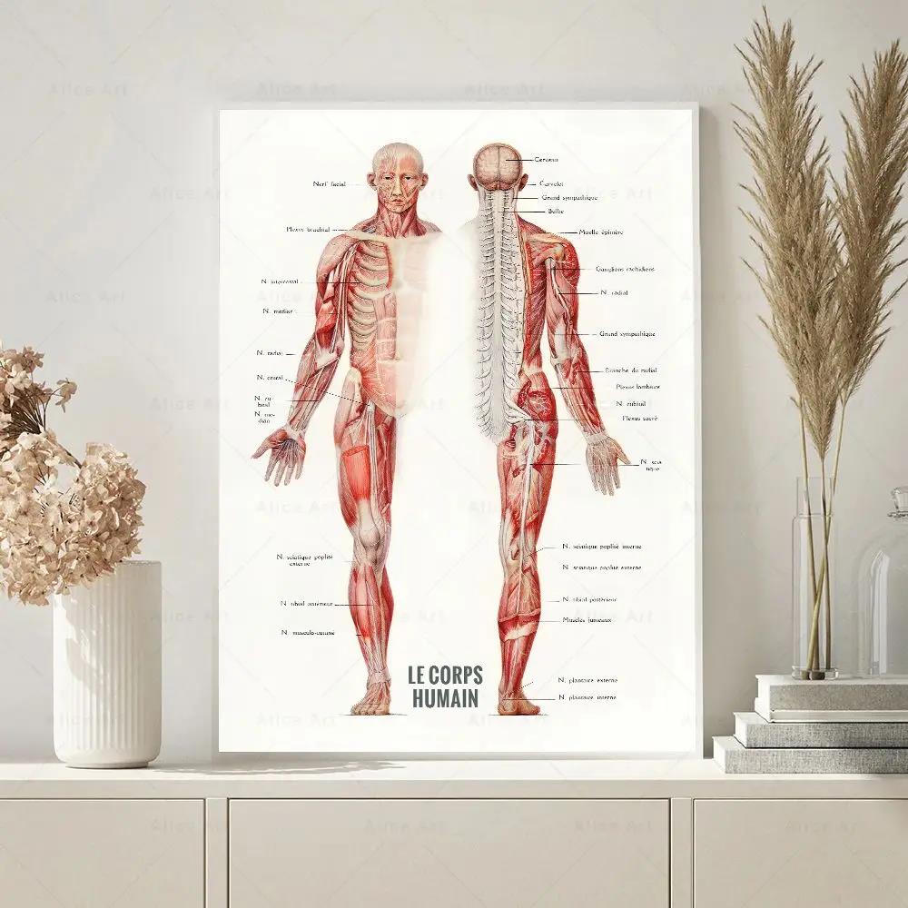 Human Muscle Bodybuilding Anat - Badminton Poster review and price