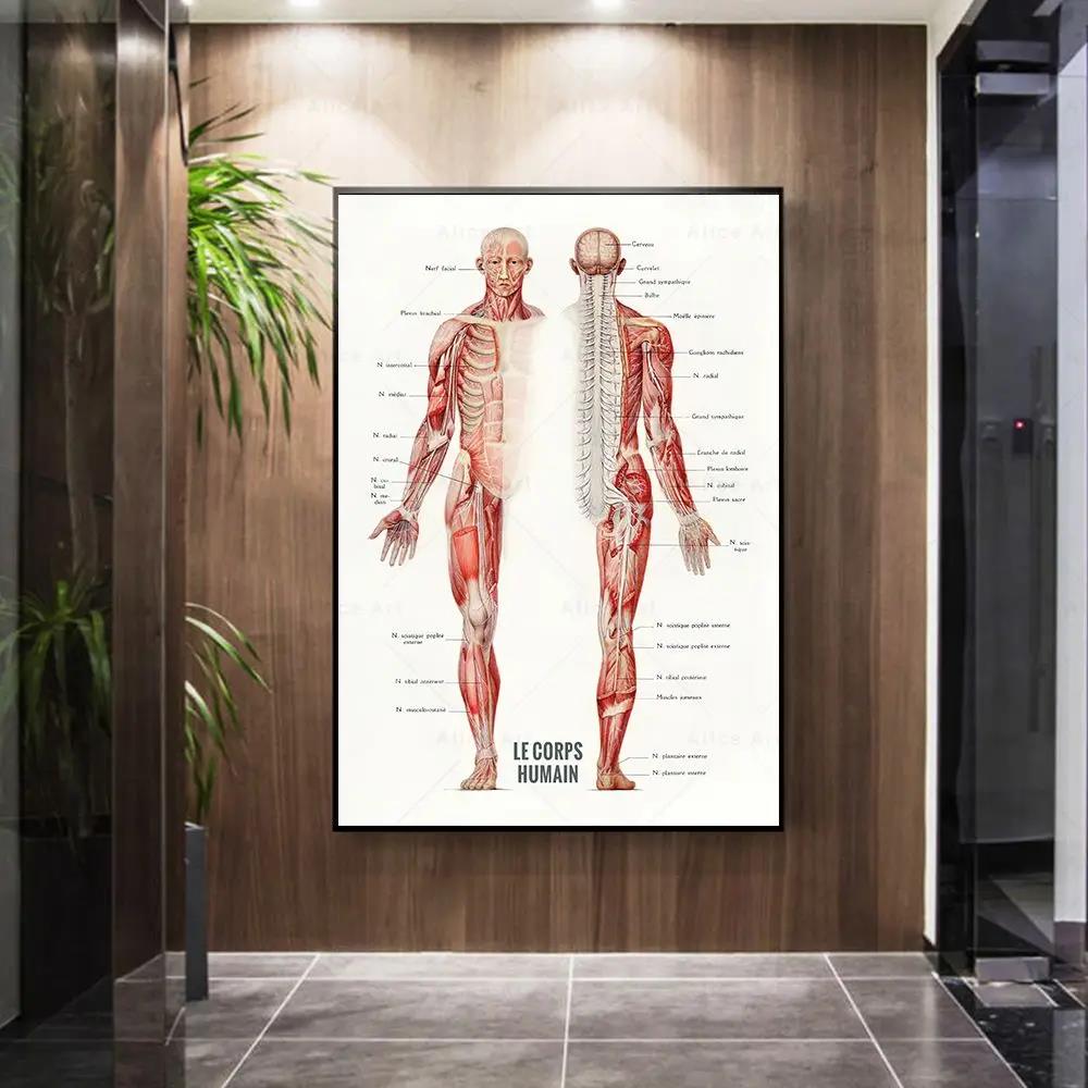 Human Muscle Bodybuilding Anat - Badminton Poster review and price